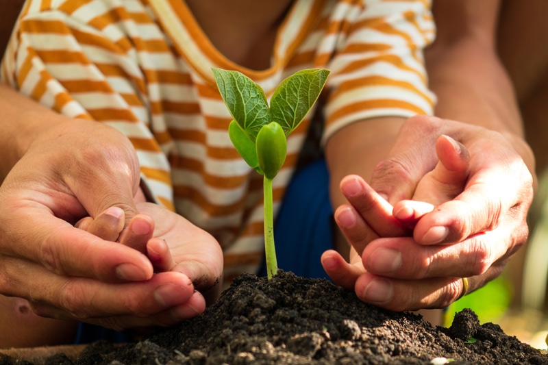 Close-up-of-hands-protecting-a-small-seedling-in-rich-soil-symbolizing-growth-support-and-IFS-therapy